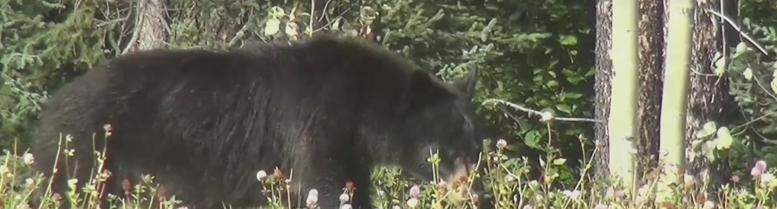 Charger la vidéo : 